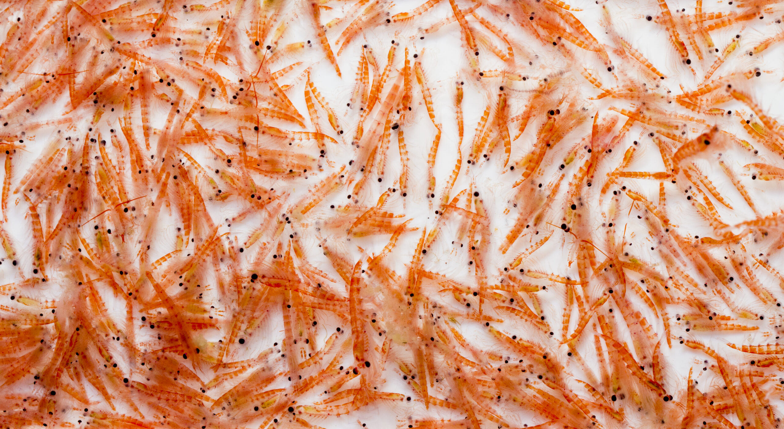 3 Distinct Benefits of Combining AstaReal® Astaxanthin & Krill Oil